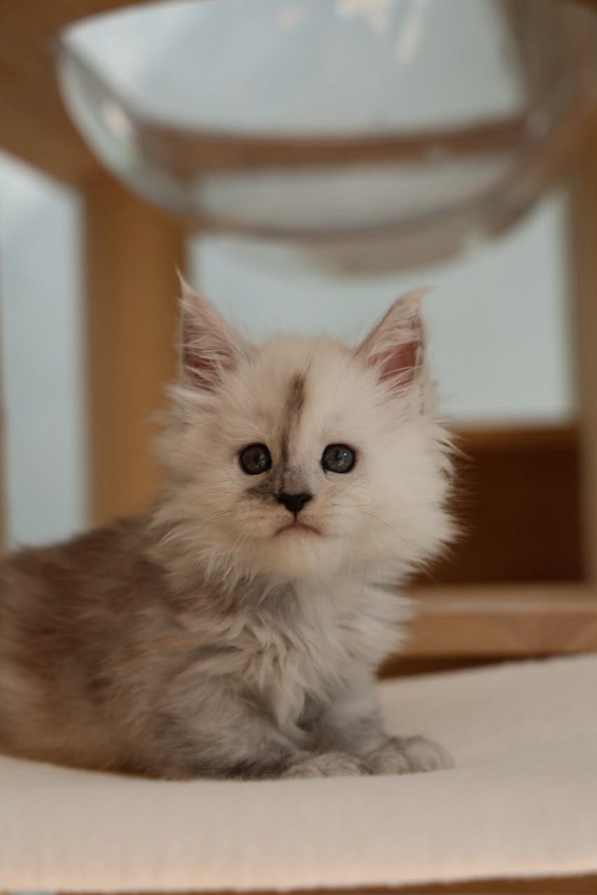 Aimi — Smoke Maine Coon kitten available in Malaysia