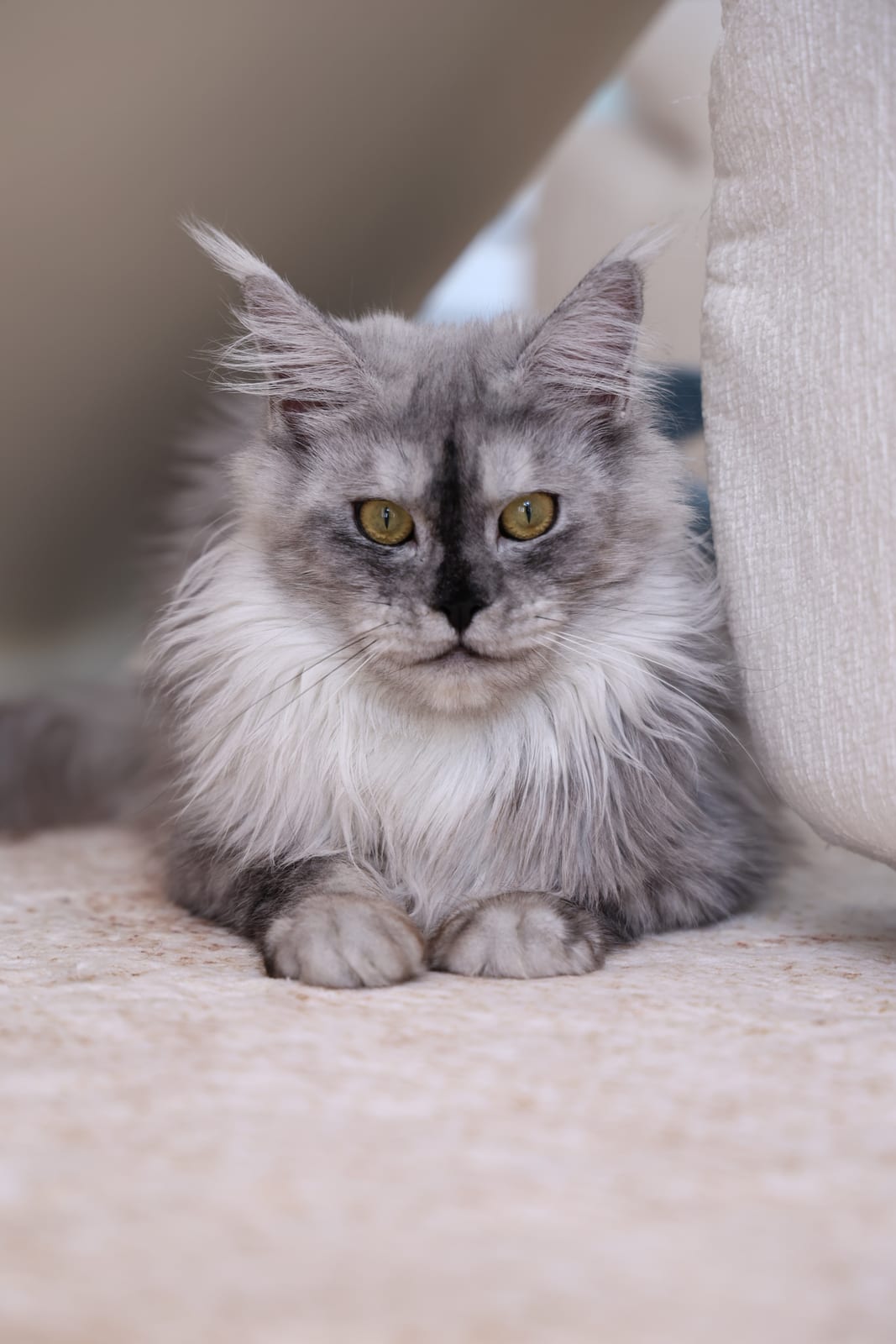 Ao Ao — Smoke Gray Maine Coon Queen at Mainesory cattery in Petaling Jaya