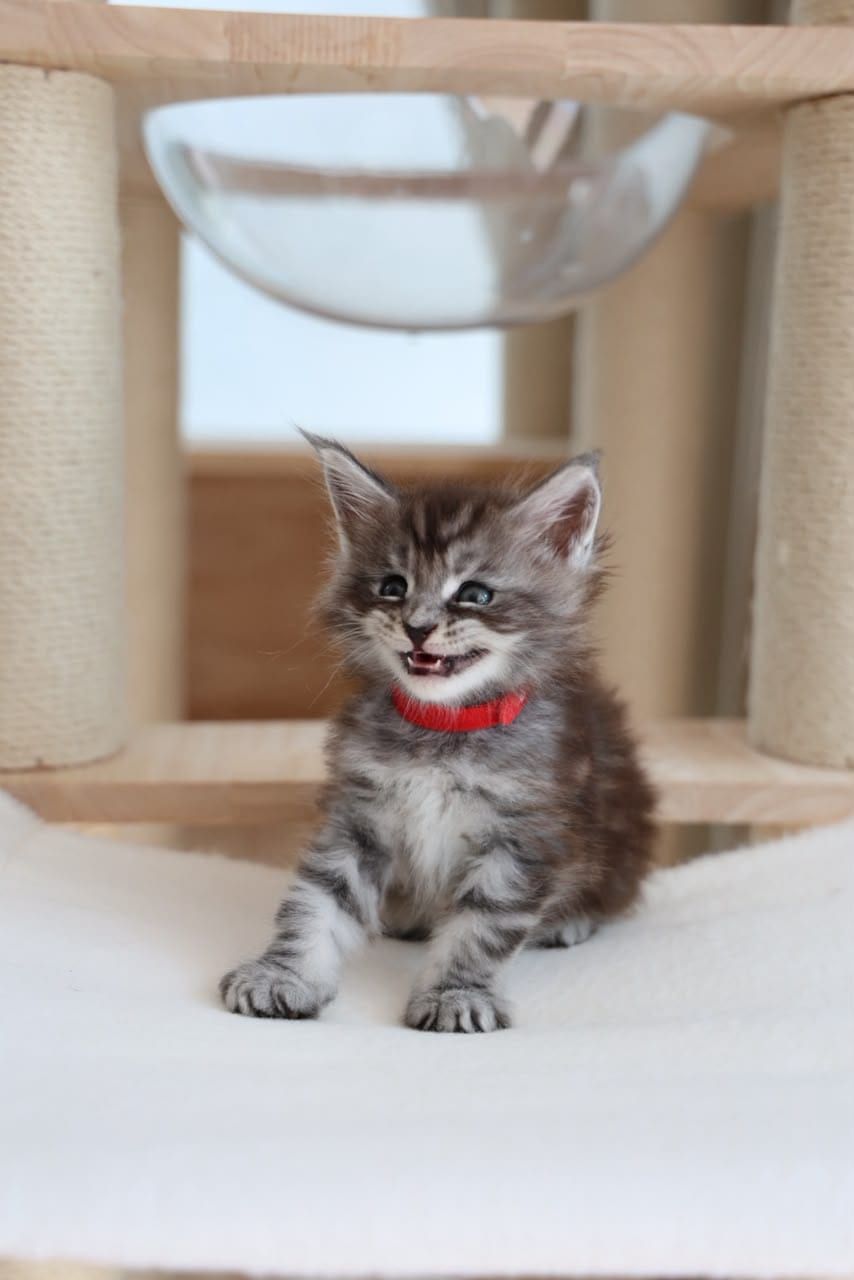 BaoBao — Silver Tabby Maine Coon kitten available in Malaysia
