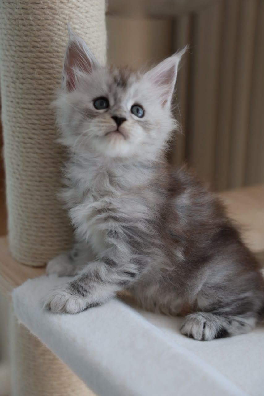 Bella — Silver Tabby Maine Coon kitten available in Malaysia