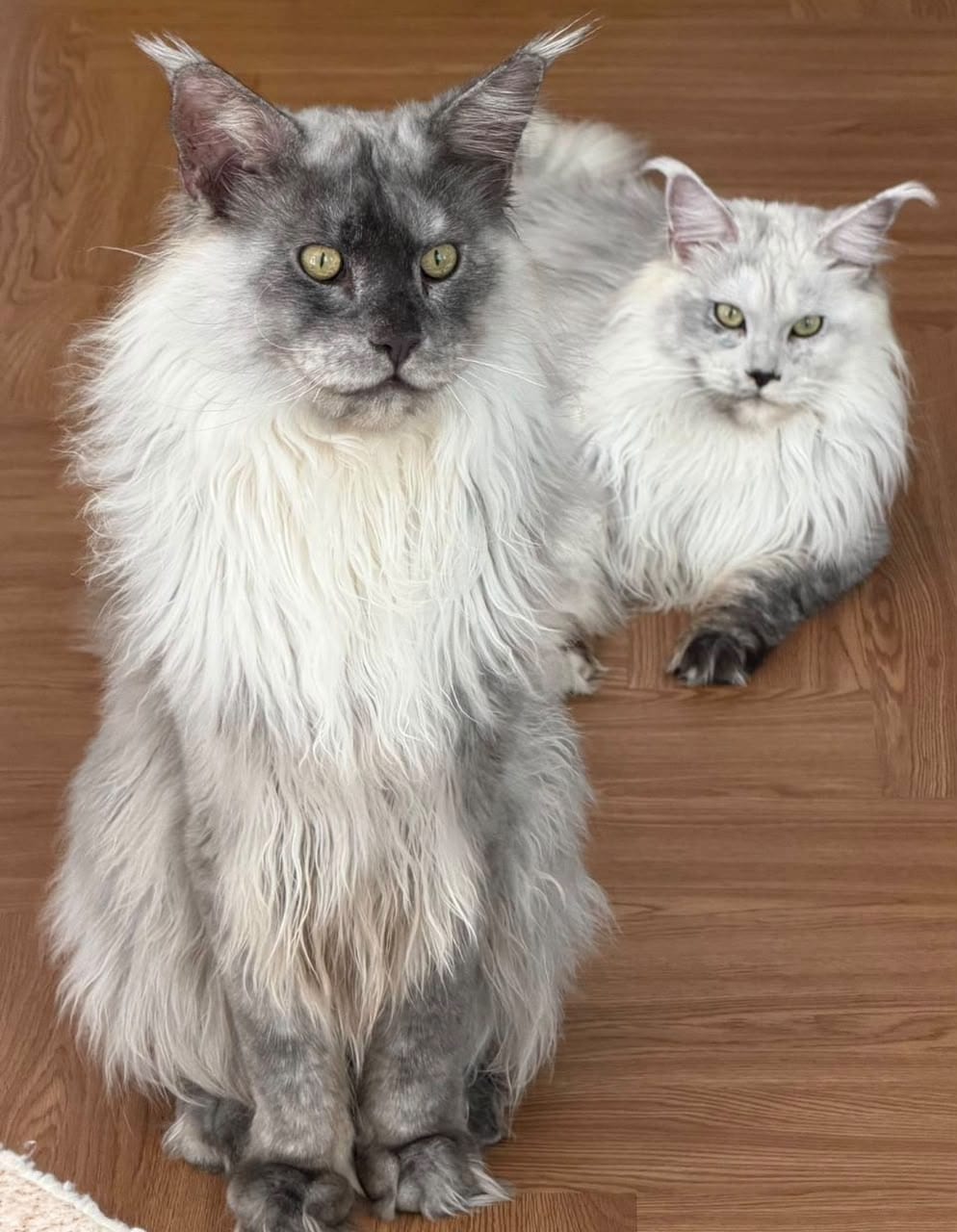 Benz and Xiao Bai, two adult Maine Coons, sitting together on the floor at home