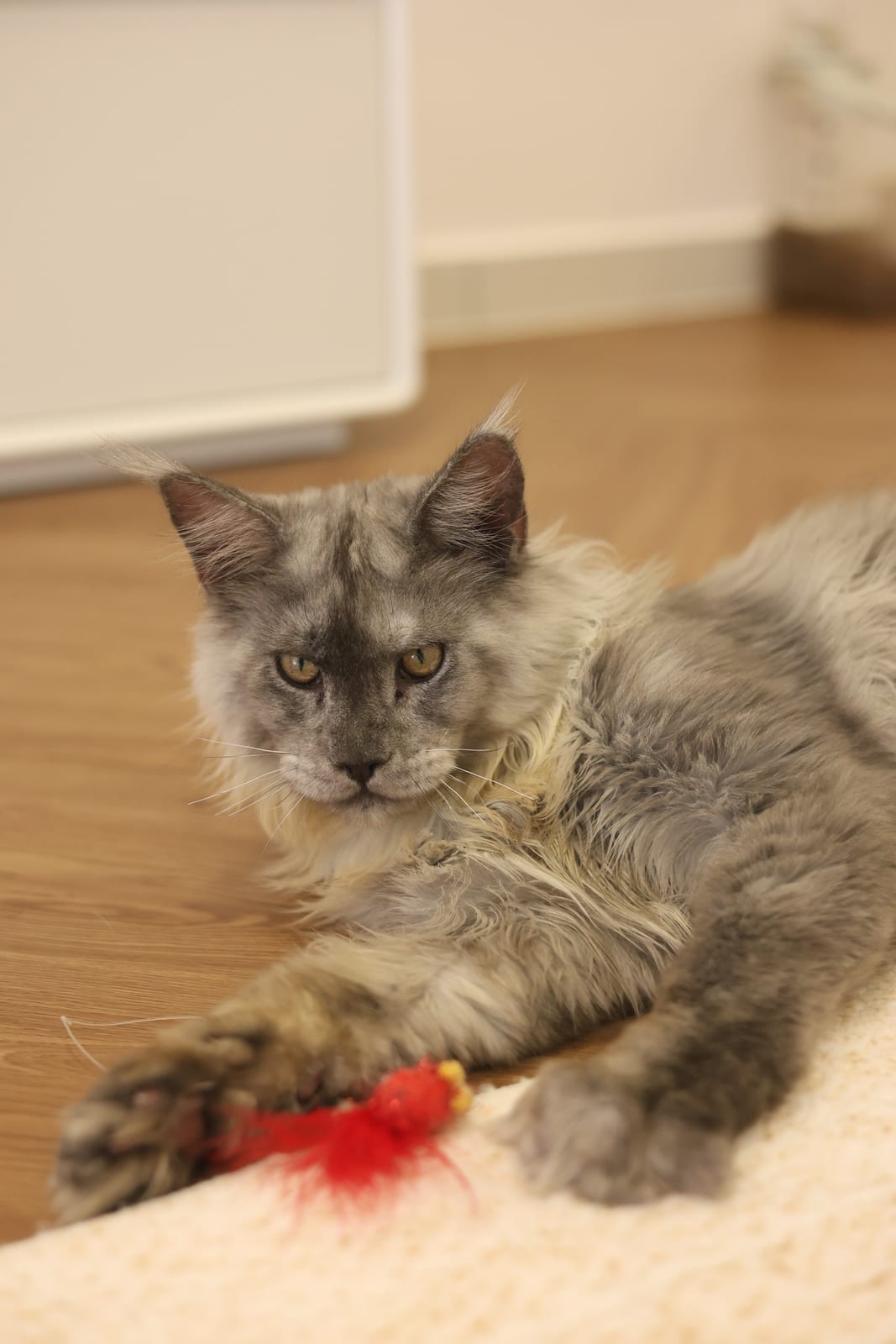 Benz — Smokey Gray Maine Coon Stud at Mainesory cattery in Petaling Jaya