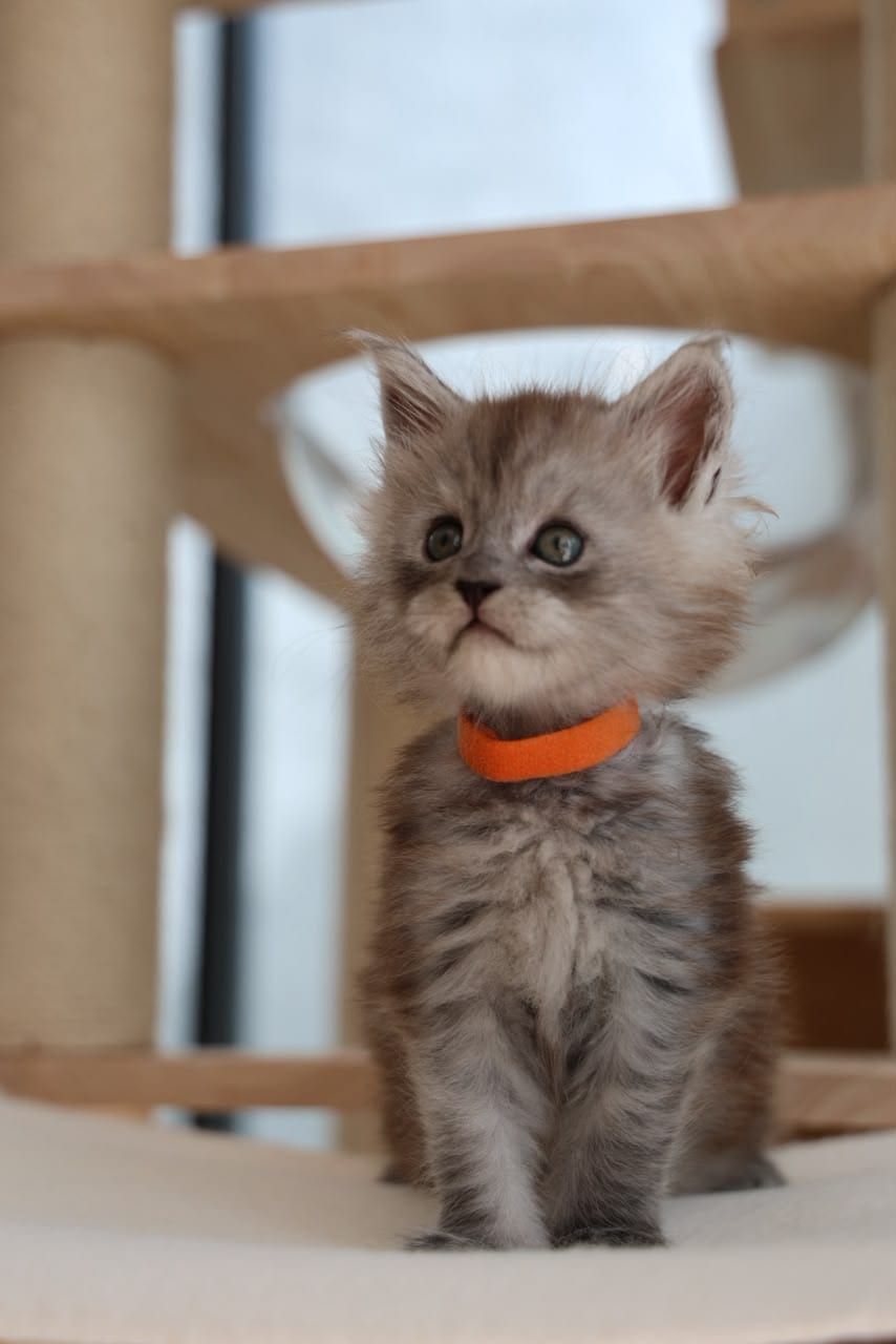 Blossom — Silver Tabby Maine Coon kitten available in Malaysia