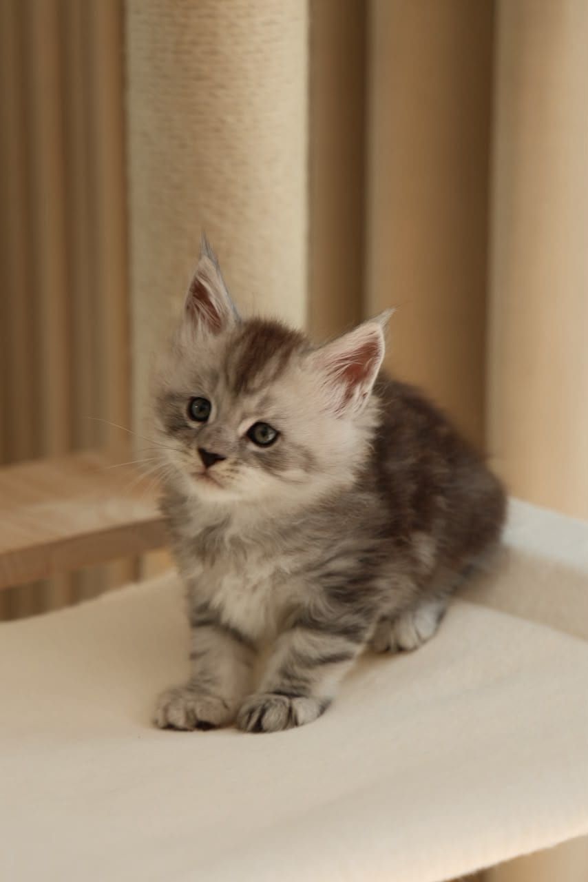 Bruno — Silver Tabby Maine Coon kitten available in Malaysia
