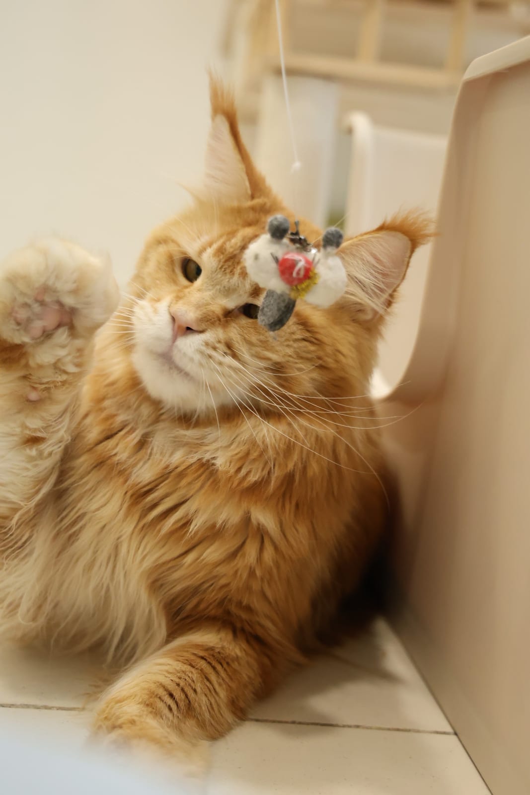 Caesar, an orange tabby Maine Coon stud playing at Mainesory in Damansara Perdana, Malaysia