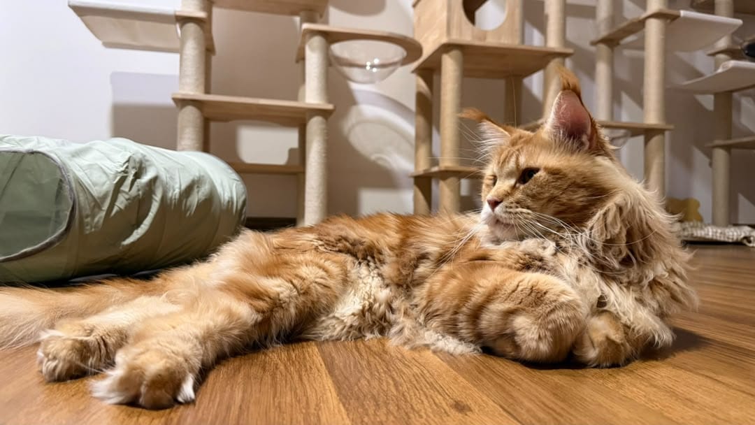 Caesar, a red tabby Maine Coon stud, stretched out at full length
