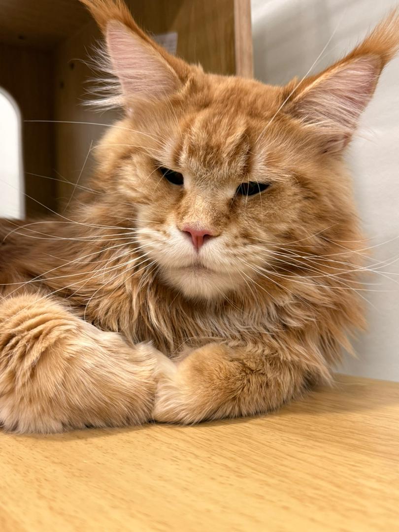 Caesar