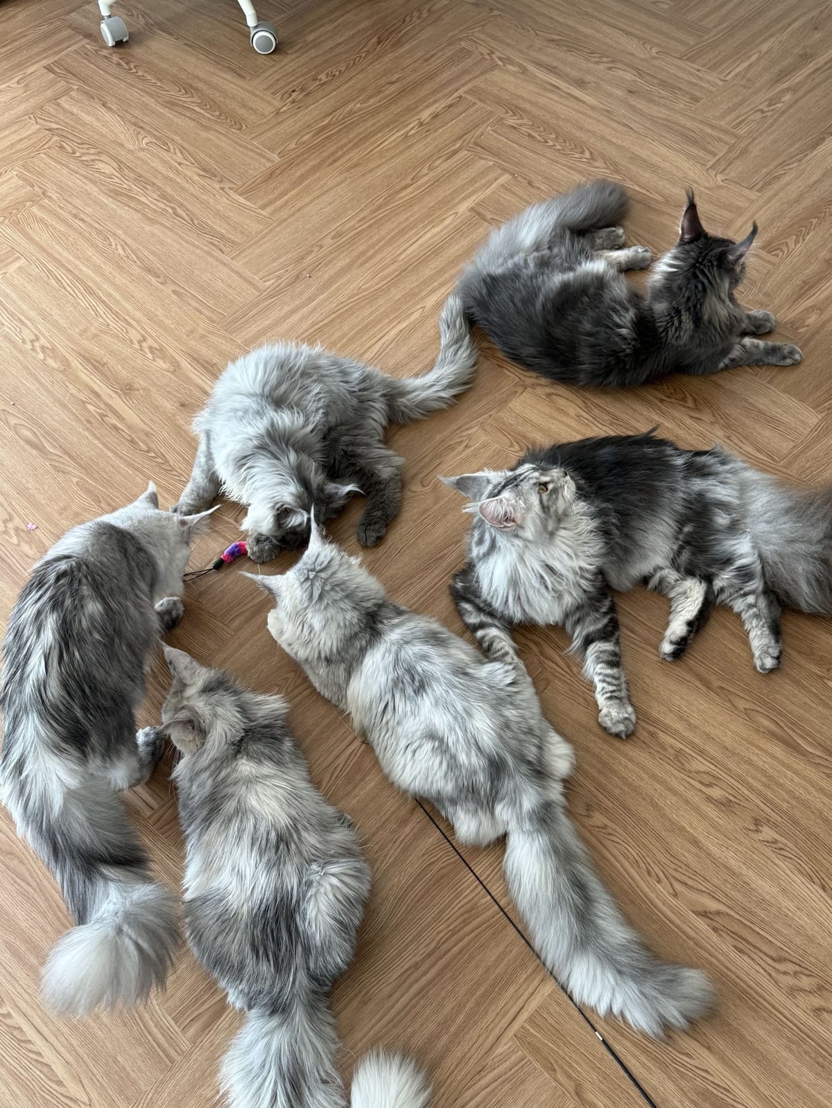 Six of our Maine Coons lying together on the floor of our home