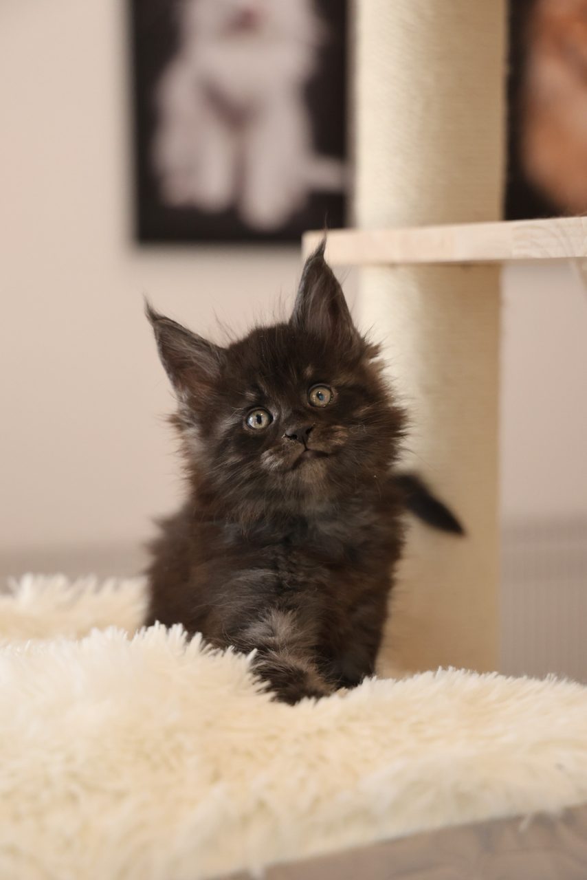 Caramel — Smoke Maine Coon kitten in Malaysia, photo 1 of 1