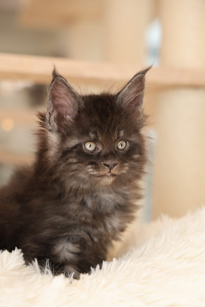 Caramel——马来西亚黑烟缅因猫幼猫,第 1 张,共 5 张