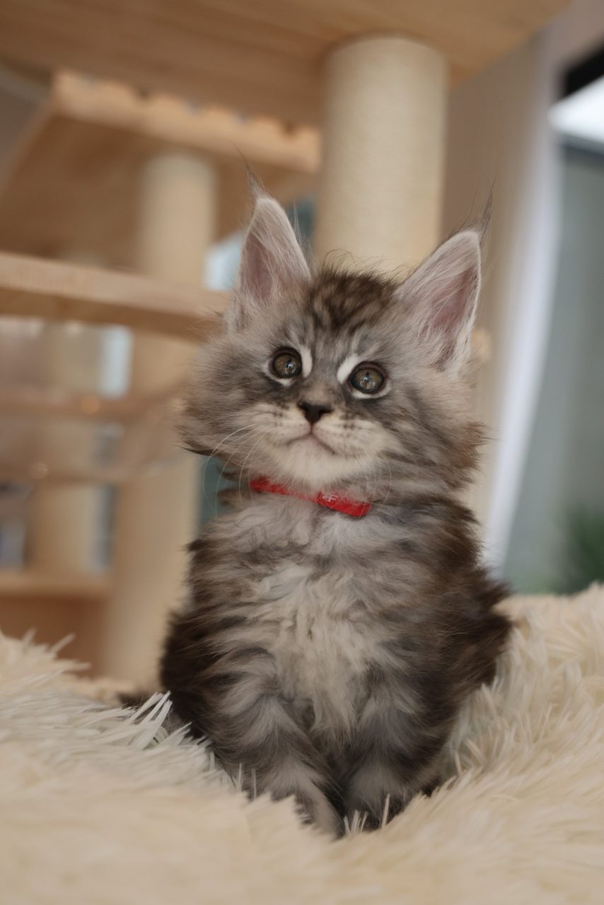 Cash — Silver Tabby Maine Coon kitten in Malaysia, photo 1 of 1