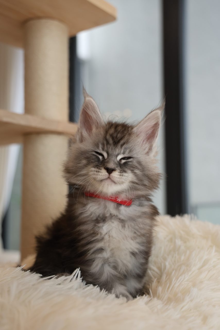 Cash——马来西亚银虎缅因猫幼猫，第 1 张，共 5 张