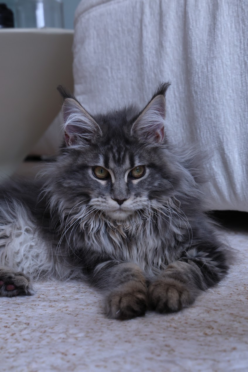Maine Coon Cat