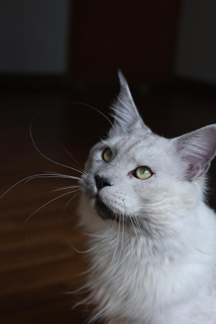Maine Coon Cat