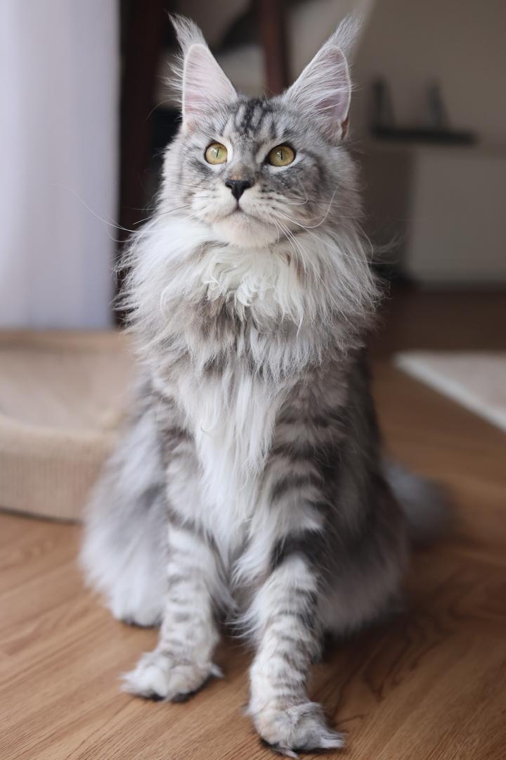一只银虎斑缅因猫在 Mainesory 家庭环境中，可见清晰的虎斑纹路