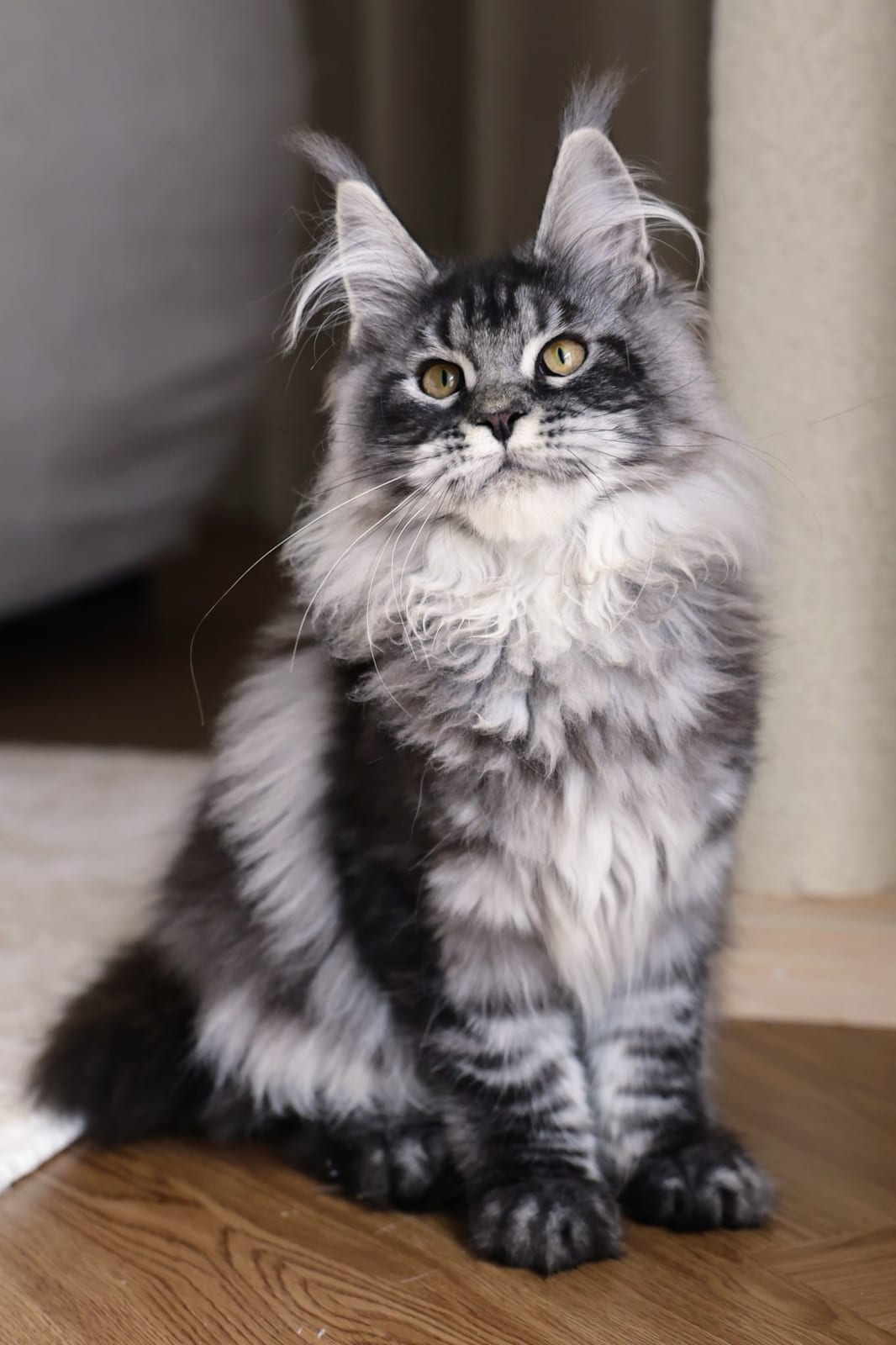 Celia — Silver Tabby Maine Coon Queen at Mainesory cattery in Petaling Jaya