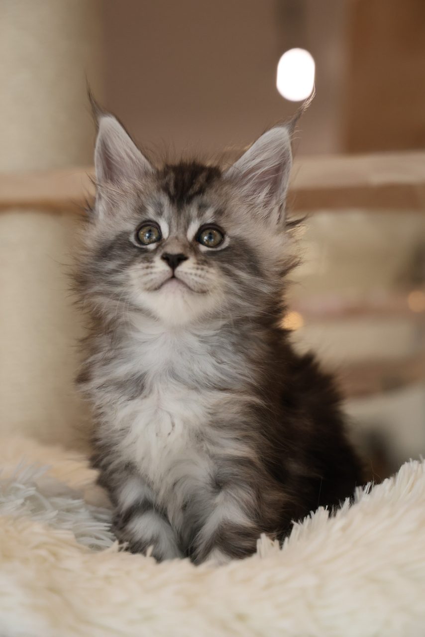 Cherry — Silver Tabby Maine Coon kitten in Malaysia, photo 1 of 1