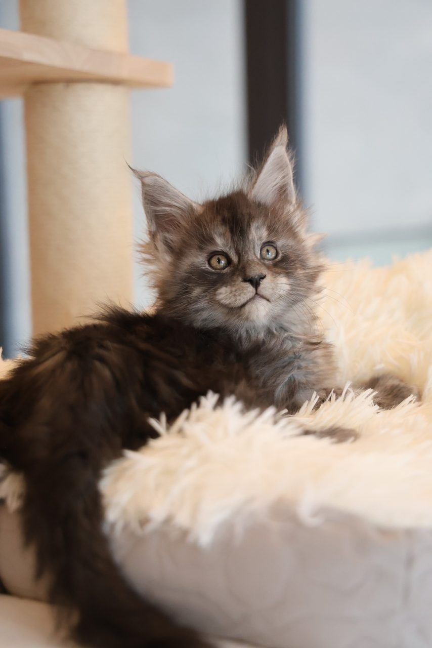Chestnut — anak kucing Maine Coon Smoke di Malaysia, gambar 1 daripada 1