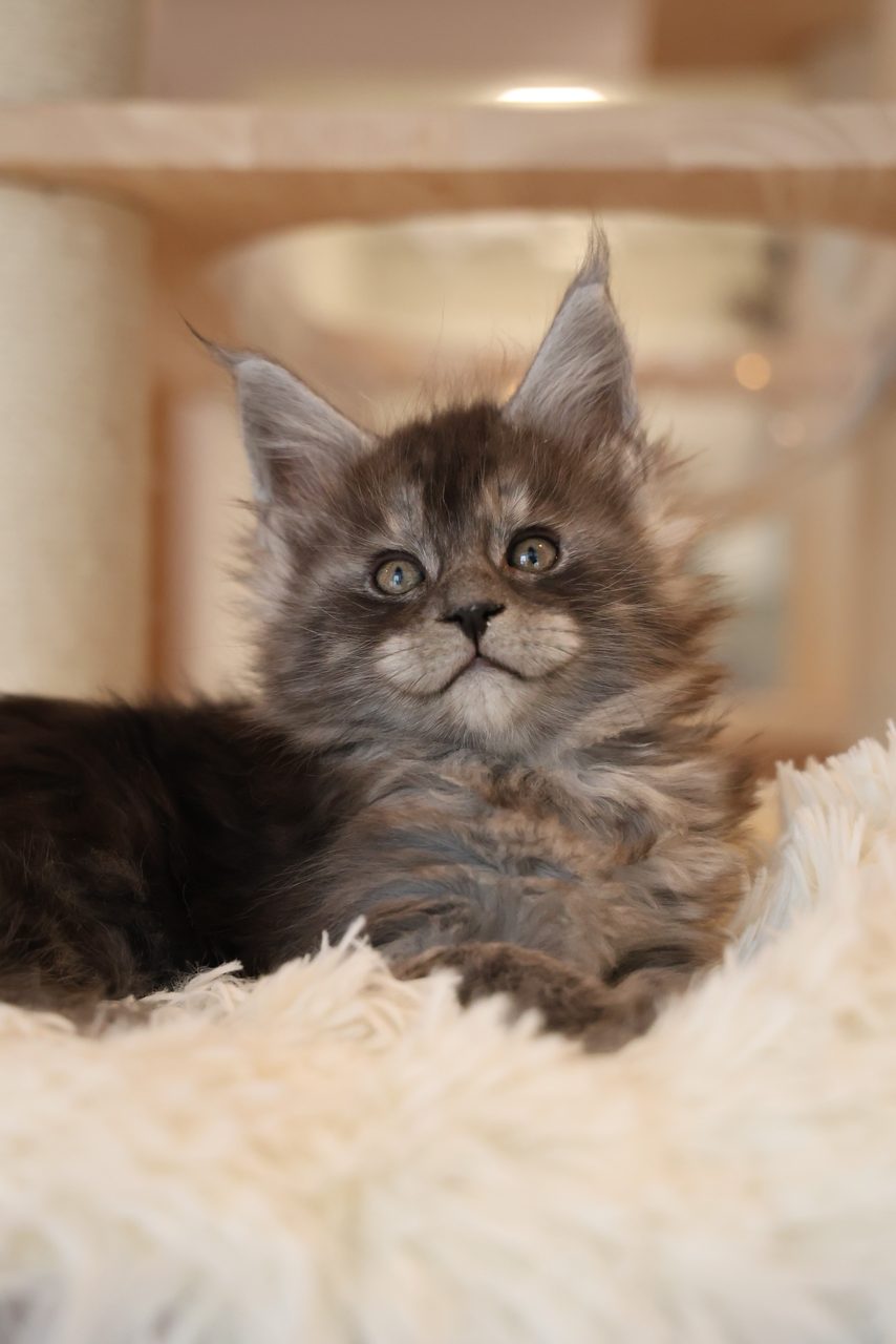 Chestnut——马来西亚烟灰缅因猫幼猫,第 1 张,共 5 张