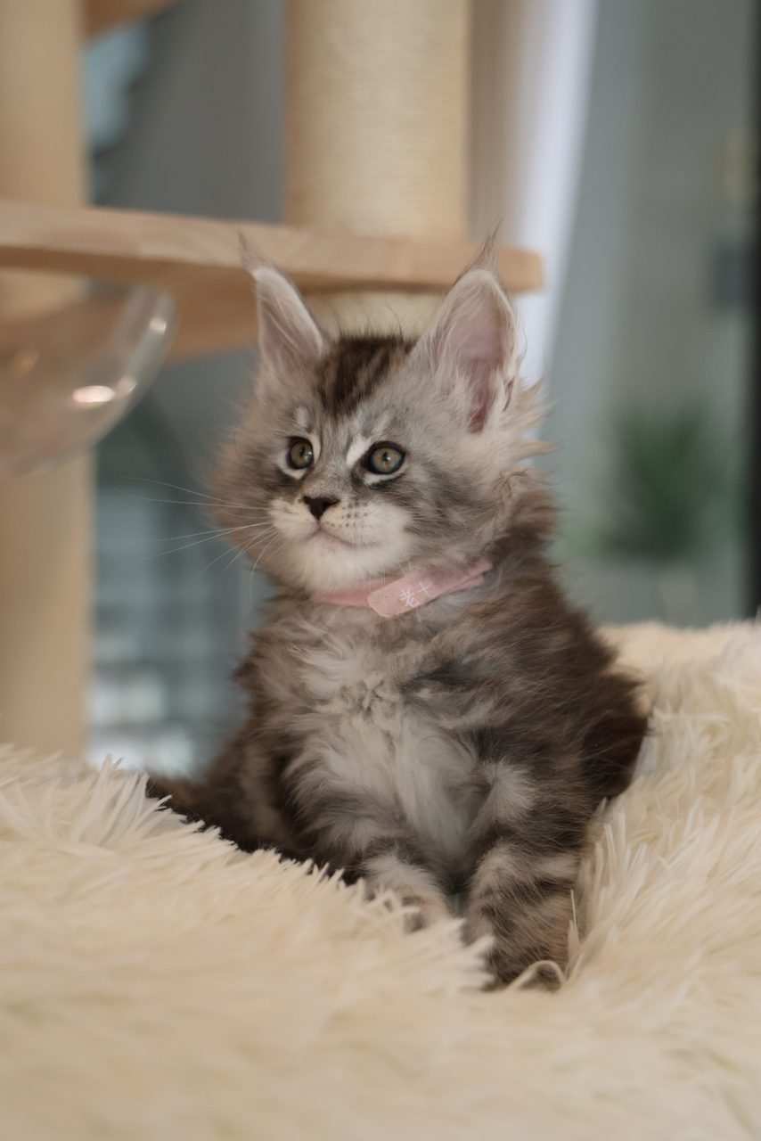 Chip — Silver Tabby Maine Coon kitten in Malaysia, photo 1 of 1
