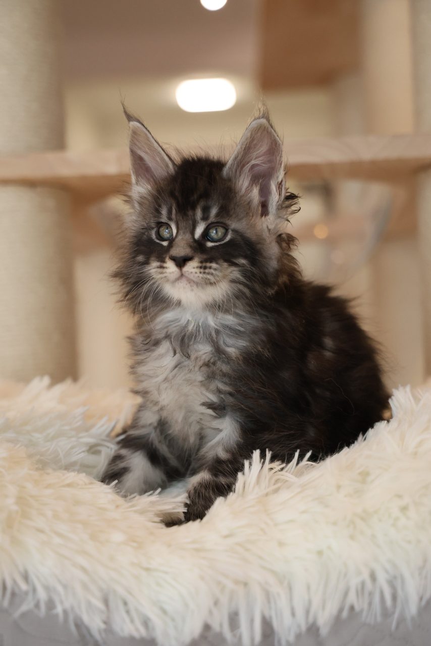 Cloud — Silver Tabby Maine Coon kitten in Malaysia, photo 1 of 1