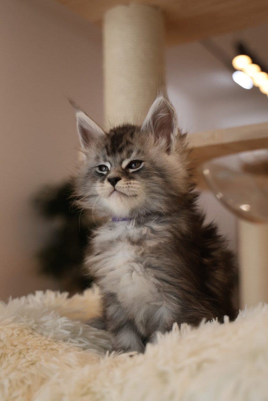 Cooper — Silver Tabby Maine Coon kitten in Malaysia, photo 1 of 1