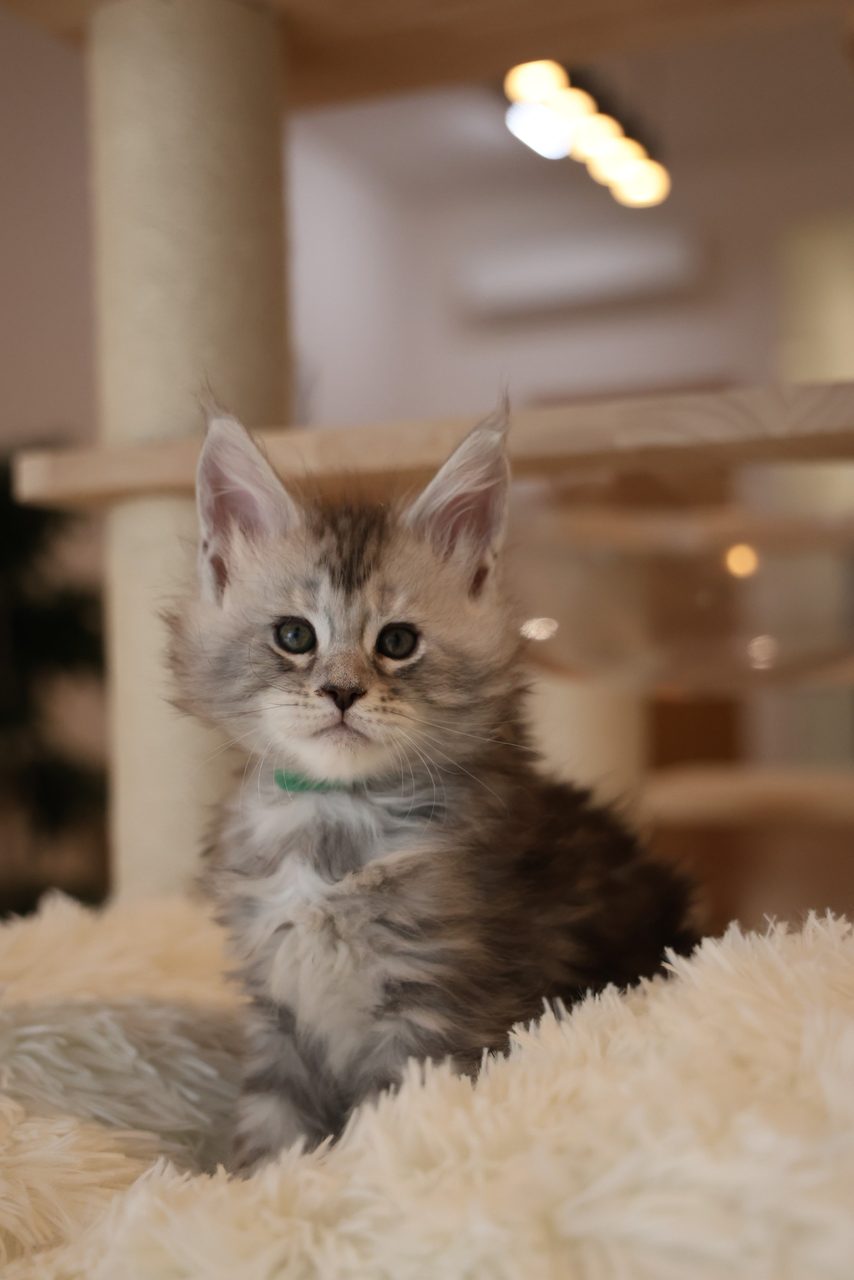Cyrus — anak kucing Maine Coon Silver Tabby di Malaysia, gambar 1 daripada 1