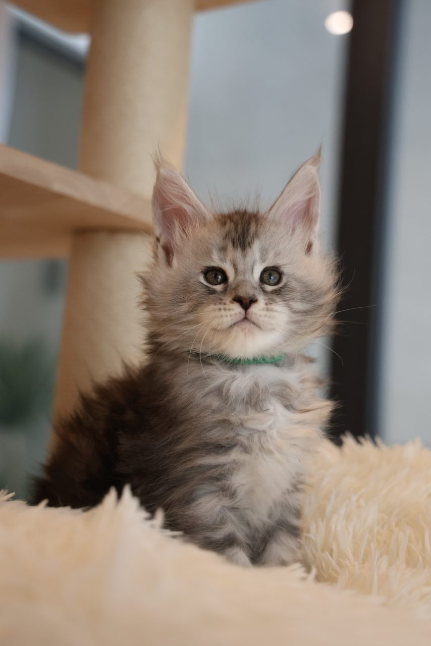 Cyrus — Silver Tabby Maine Coon kitten in Malaysia, photo 1 of 5