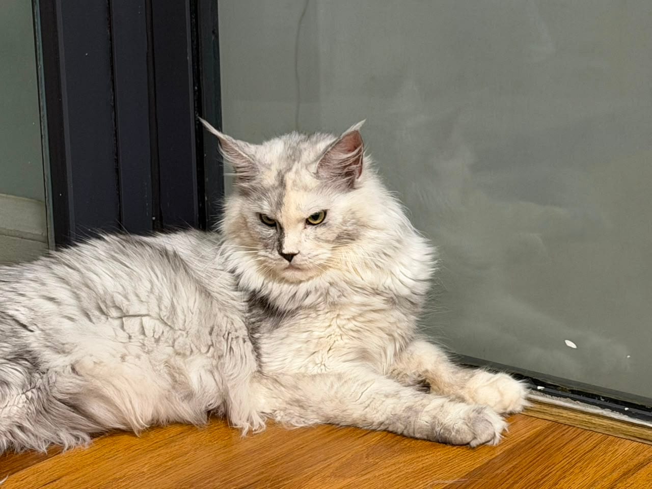 Dao Dao, a tortoiseshell Maine Coon queen resting at Mainesory cattery in Damansara Perdana