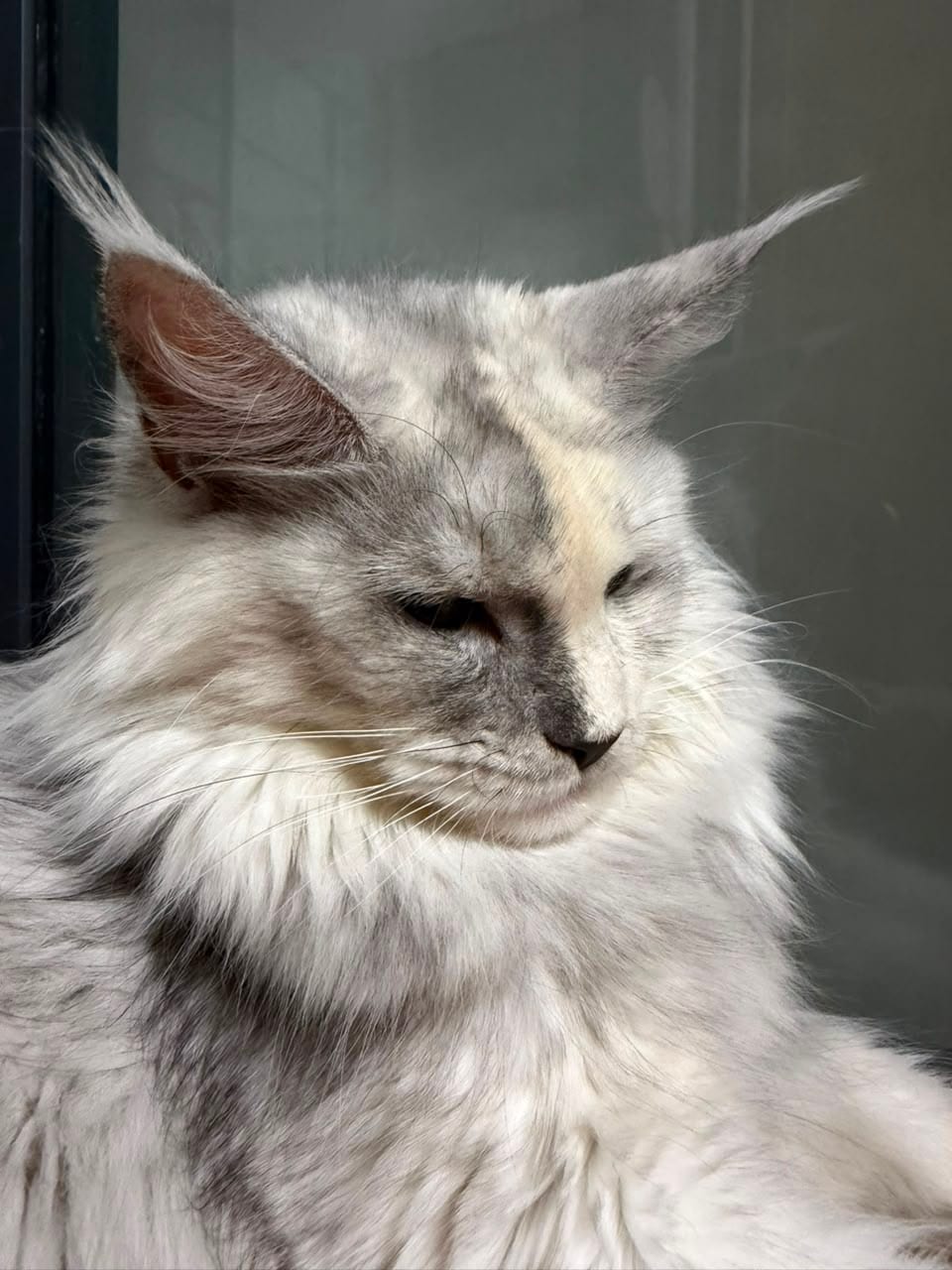 Dao Dao, a dilute tortoiseshell Maine Coon queen at Mainesory, showing cream patching against silvered grey