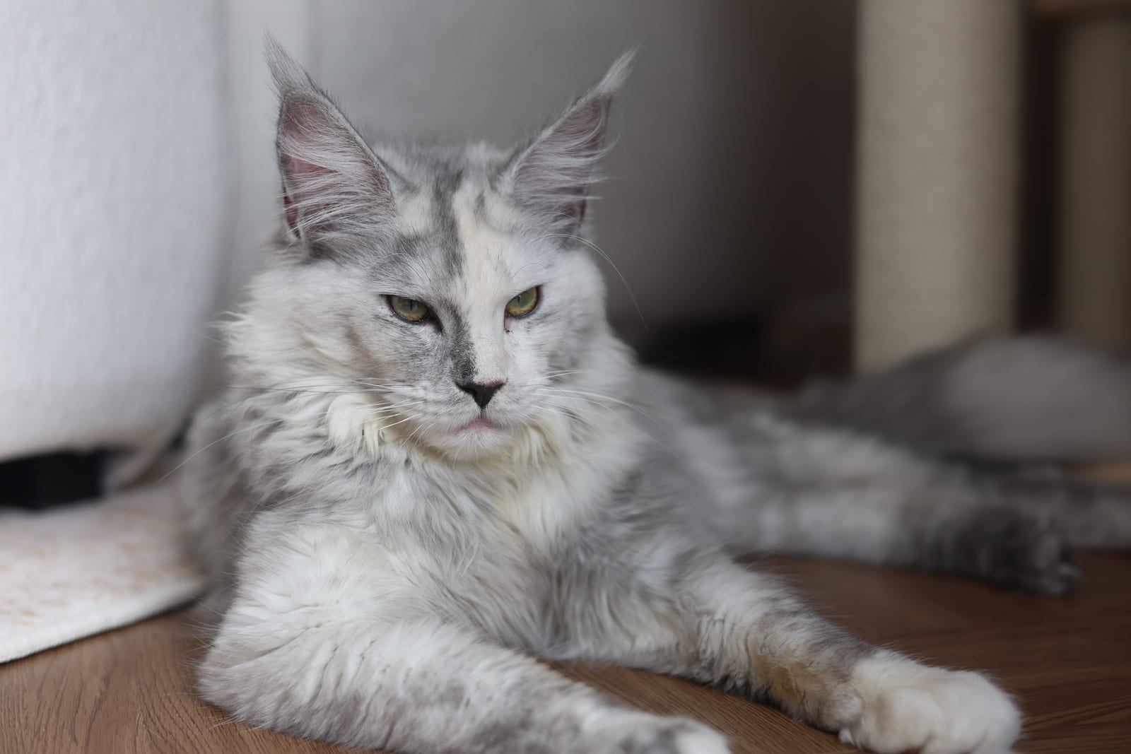 Dao Dao — Tortoiseshell Maine Coon Queen at Mainesory cattery in Petaling Jaya