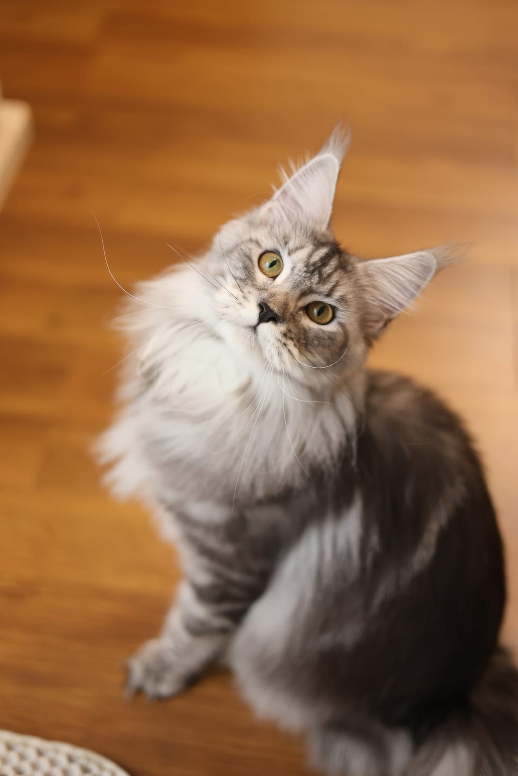 Luna — Silver Tabby Maine Coon Queen at Mainesory cattery in Petaling Jaya