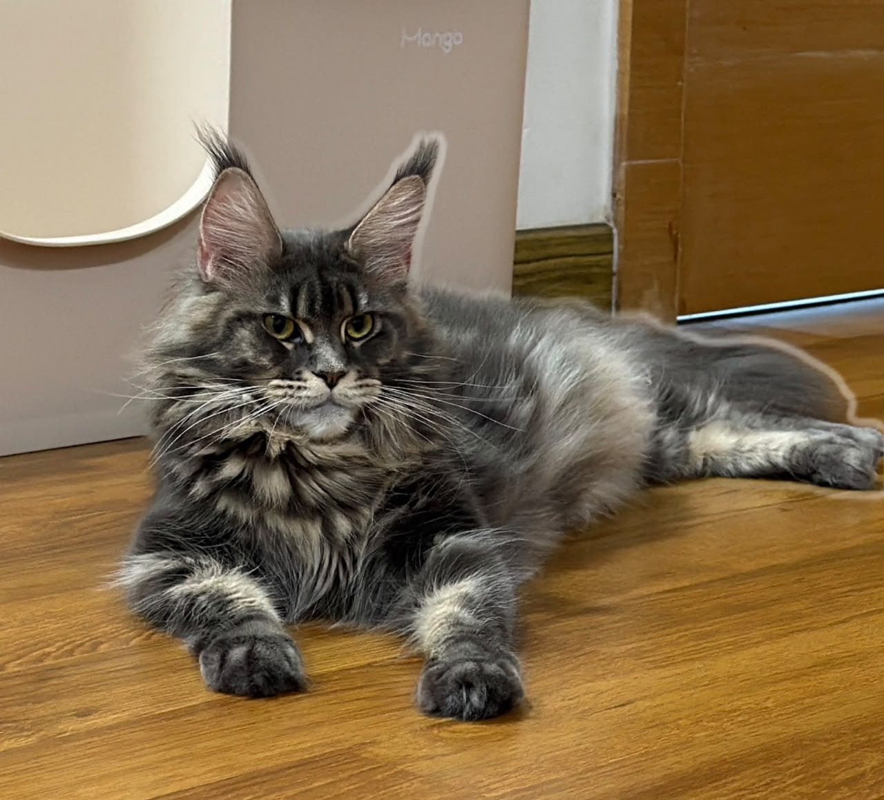 Mulan, a blue tabby Maine Coon queen, lying on a wooden floor with her ruff and lynx-tipped ears clearly visible
