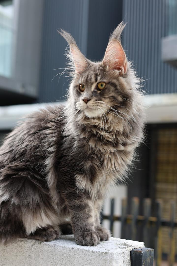 Mulan — Blue Tabby Maine Coon Queen at Mainesory cattery in Petaling Jaya