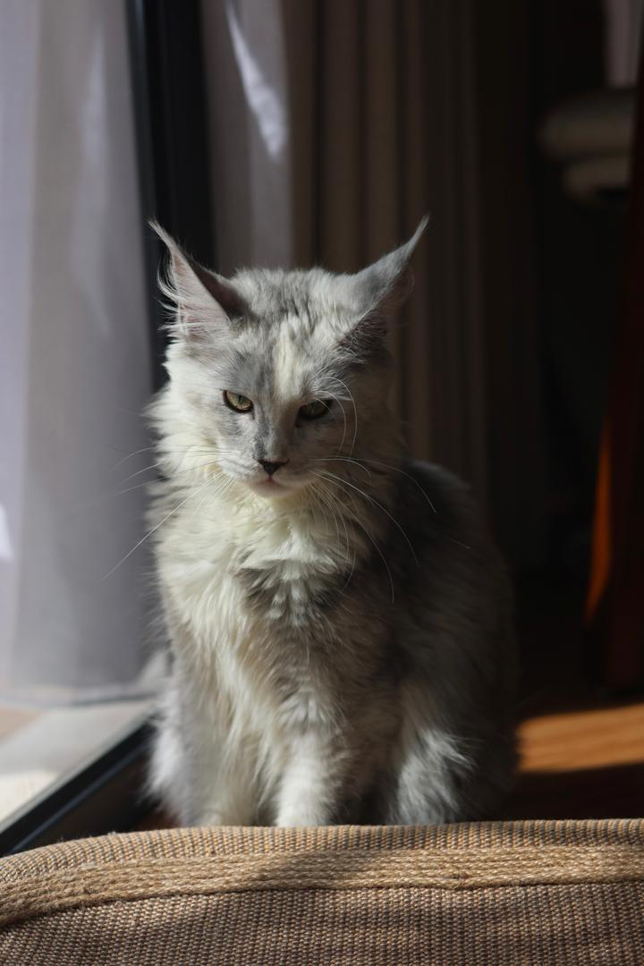 Maine Coon at Mainesory cattery in Petaling Jaya, Malaysia