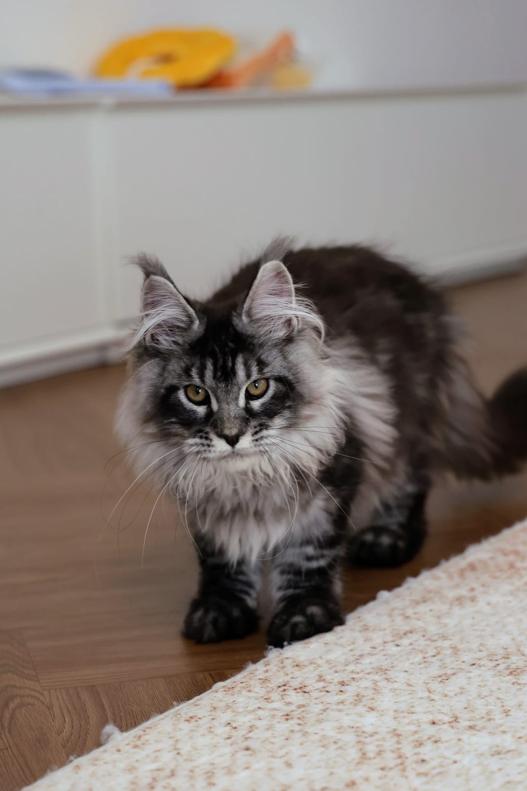 Maine Coon at Mainesory cattery in Petaling Jaya, Malaysia