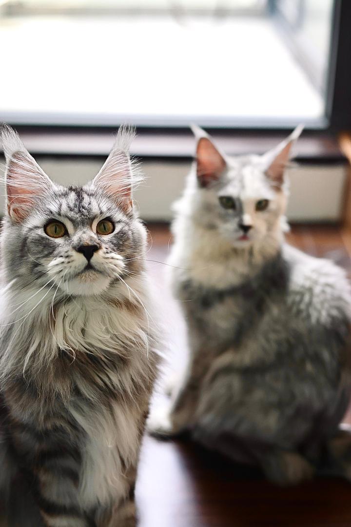 Maine Coon at Mainesory cattery in Petaling Jaya, Malaysia