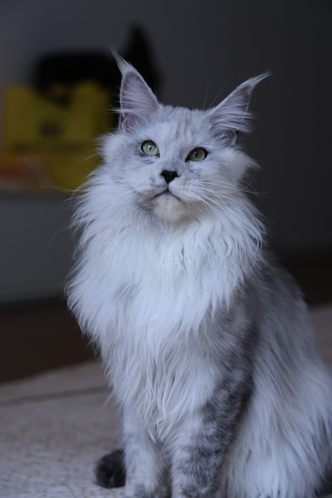 Xiao Bai — Shaded Smoke Maine Coon Queen at Mainesory cattery in Petaling Jaya