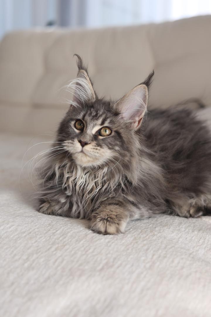 Xiao Xiao — Blue Tabby Maine Coon Queen at Mainesory cattery in Petaling Jaya