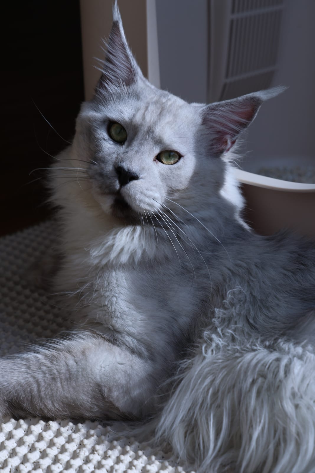 Xue Bi — Shaded Smoke Maine Coon Stud at Mainesory cattery in Petaling Jaya